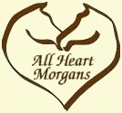 All Heart Morgans are dedicated to breeding quality Morgan Horses in northern Alberta
