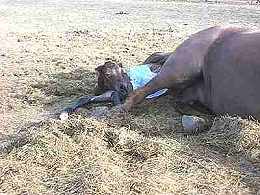 This Morgan foal was born on a sunny afternoon.