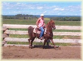 This Morgan Arabian cross gelding is packed full of power.