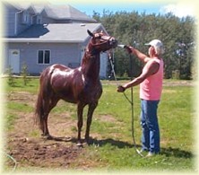 This Morgan Arabian cross gelding is packed full of power.