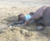 This Morgan foal was born on a sunny afternoon.