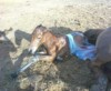 This Morgan foal was born on a sunny afternoon.