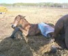 This Morgan foal was born on a sunny afternoon.