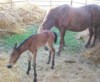 This Morgan foal was born on a sunny afternoon.