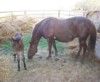 This Morgan foal was born on a sunny afternoon.