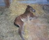 This Morgan foal was born on a sunny afternoon.