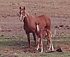 Tiena Gaydi is Purebred Arabian and one of our favorite mares.