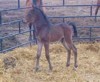 This Morab-Arabian cross foal was born on a quiet spring morning.