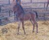 This Morab-Arabian cross foal was born on a quiet spring morning.